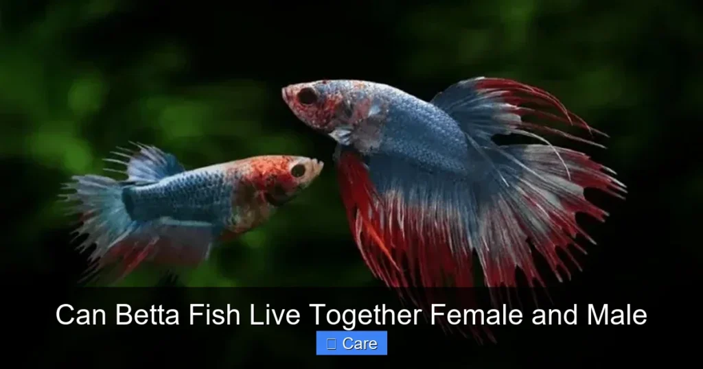 Can Betta Fish Live Together Female and Male