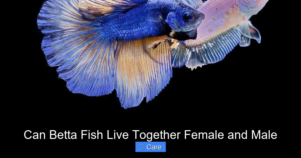 Can Betta Fish Live Together Female and Male