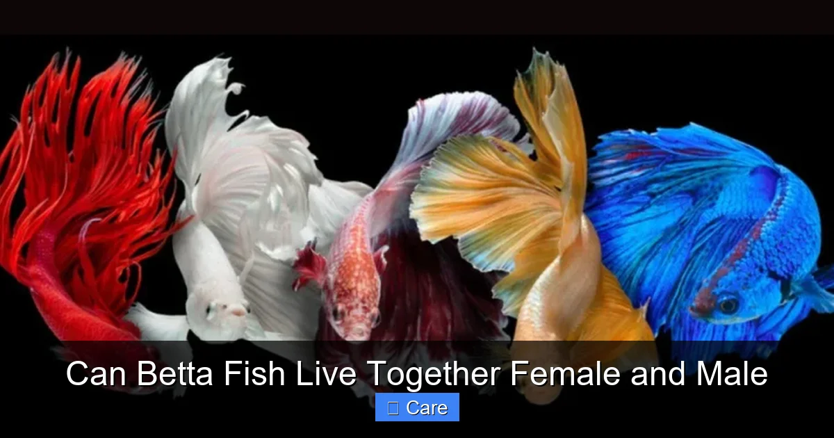 Can Betta Fish Live Together Female and Male