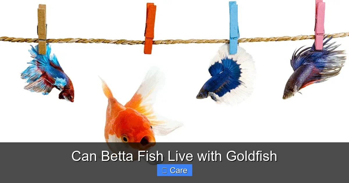 Can Betta Fish Live with Goldfish