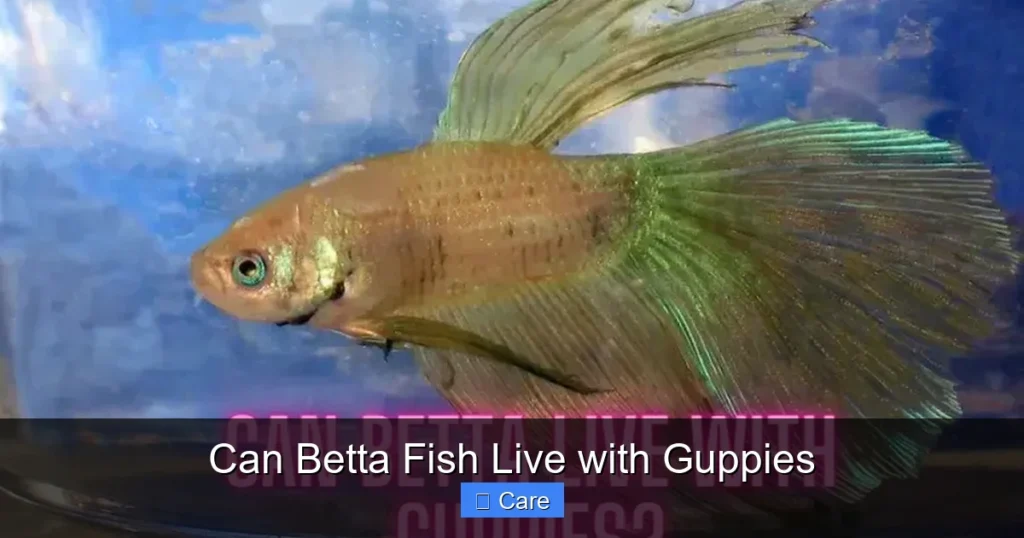 Can Betta Fish Live with Guppies