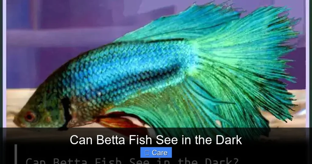 Can Betta Fish See in the Dark
