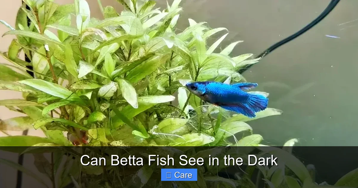 Can Betta Fish See in the Dark