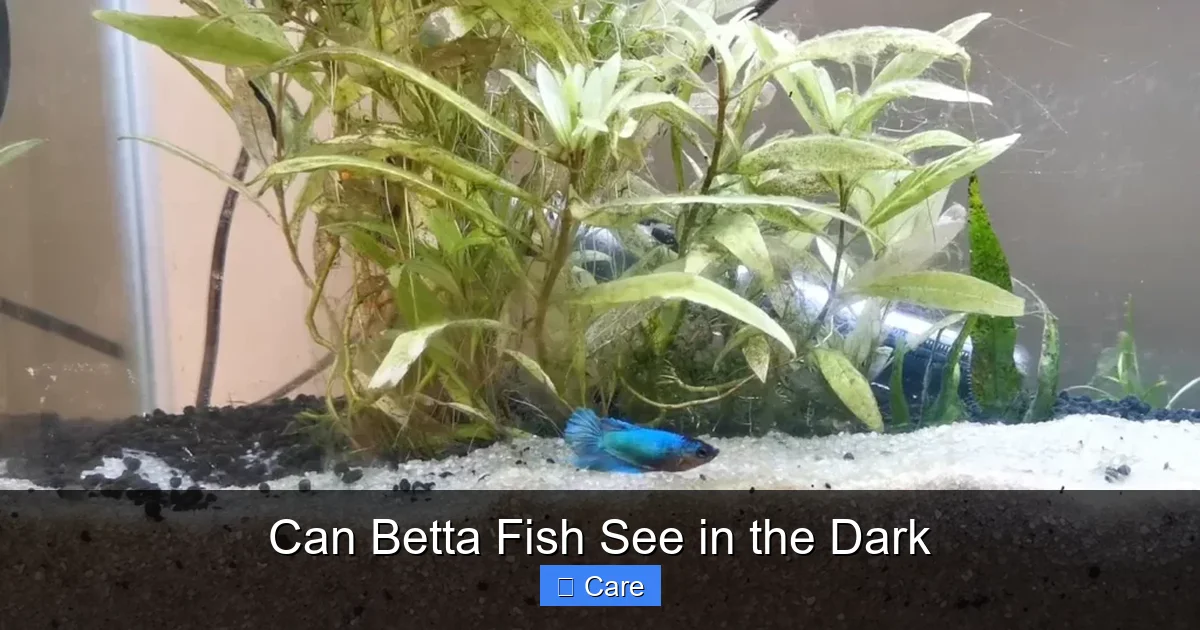 Can Betta Fish See in the Dark