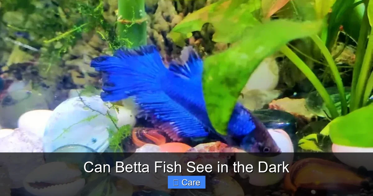 Can Betta Fish See in the Dark