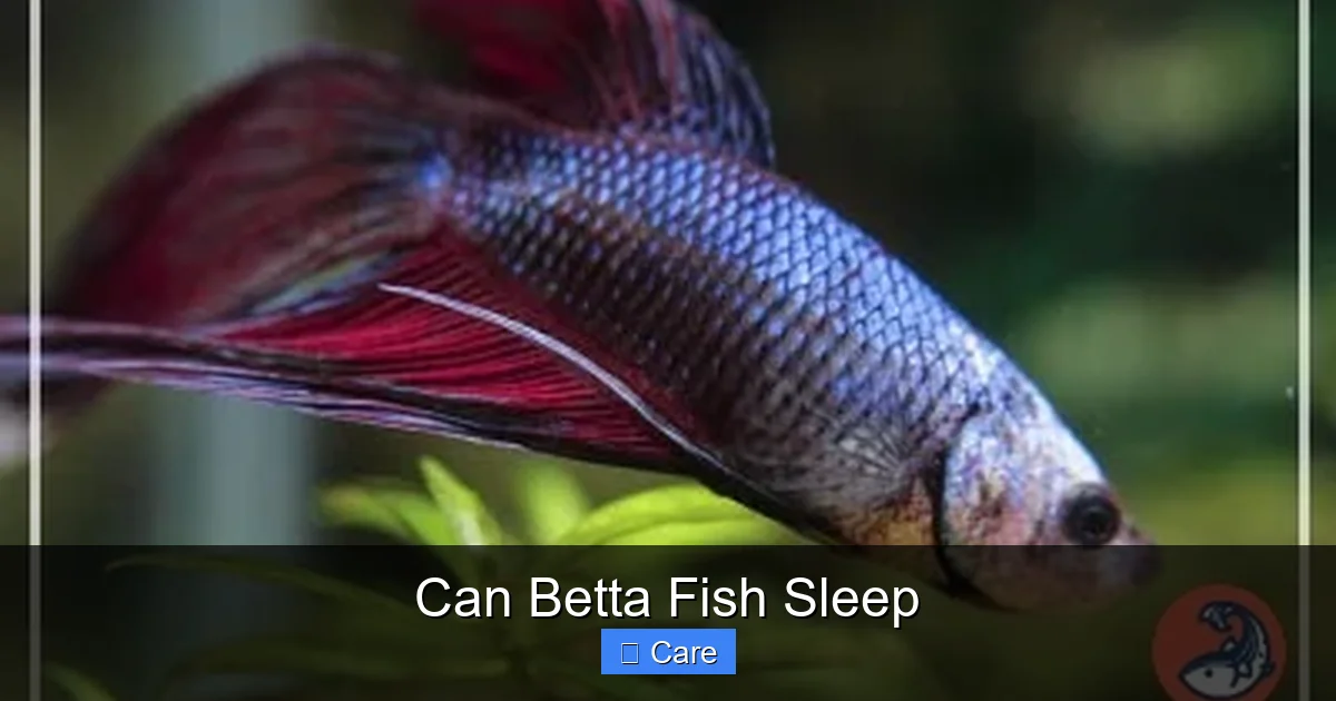 Can Betta Fish Sleep