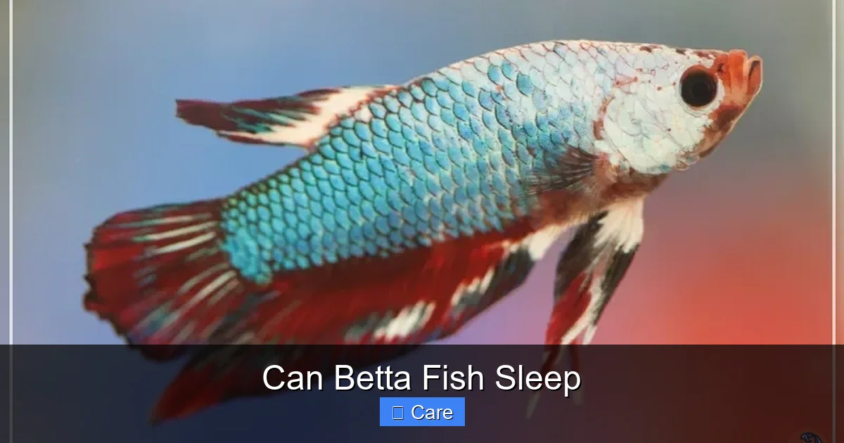 Can Betta Fish Sleep