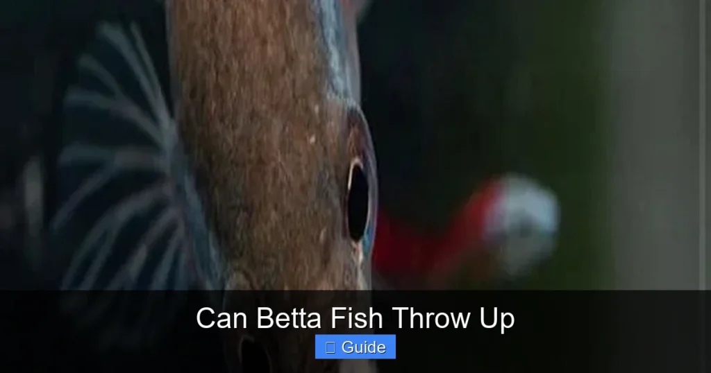 Can Betta Fish Throw Up