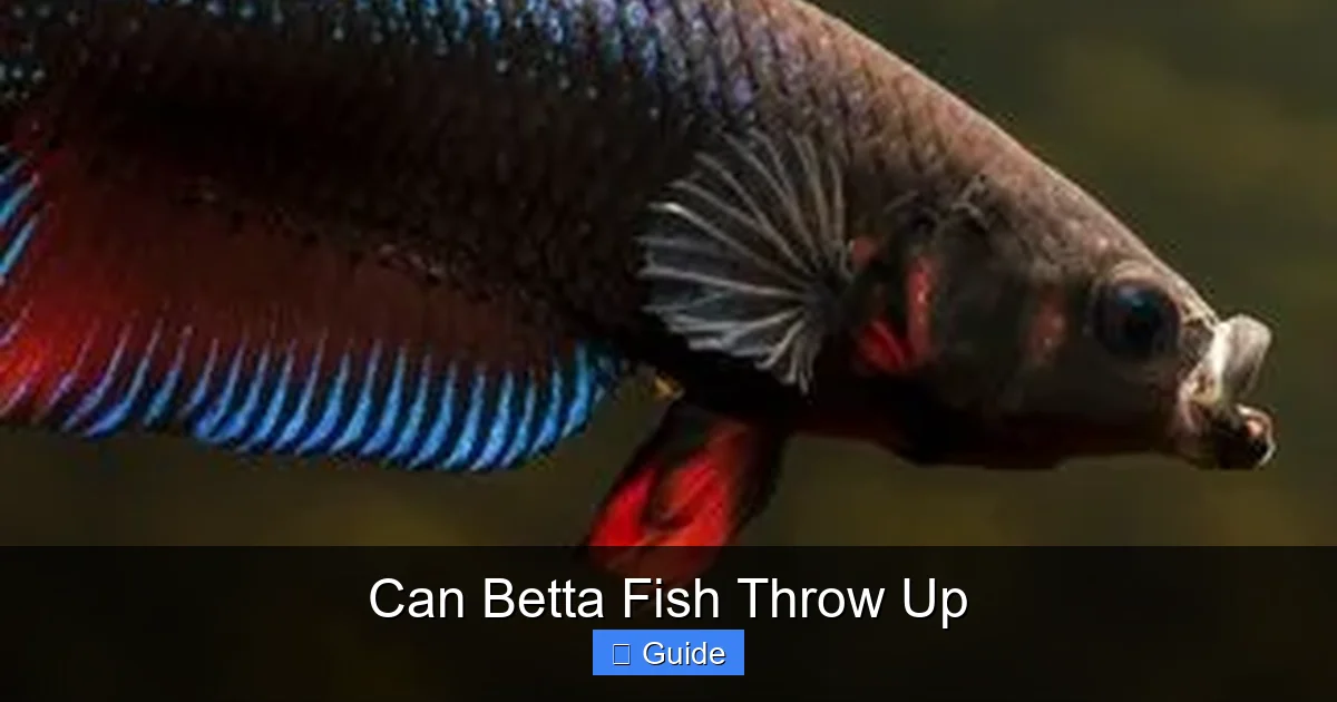 Can Betta Fish Throw Up