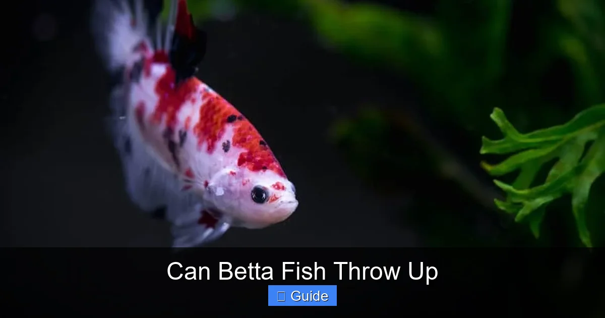 Can Betta Fish Throw Up