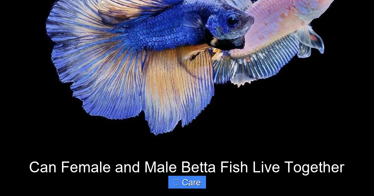 Can Female and Male Betta Fish Live Together