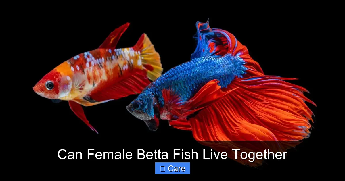 Can Female Betta Fish Live Together