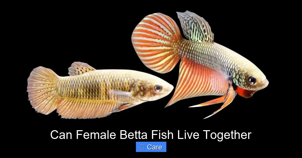 Can Female Betta Fish Live Together