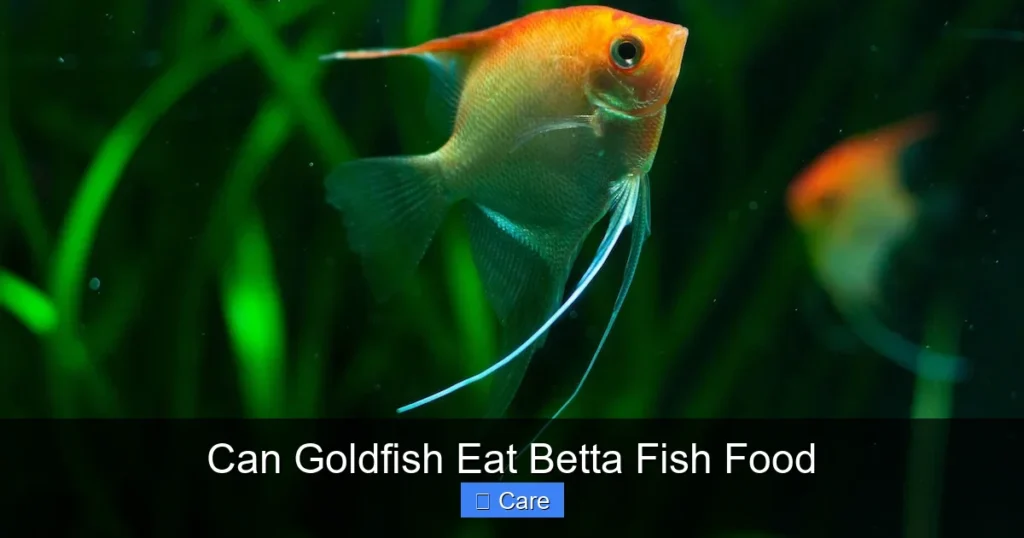 Can Goldfish Eat Betta Fish Food