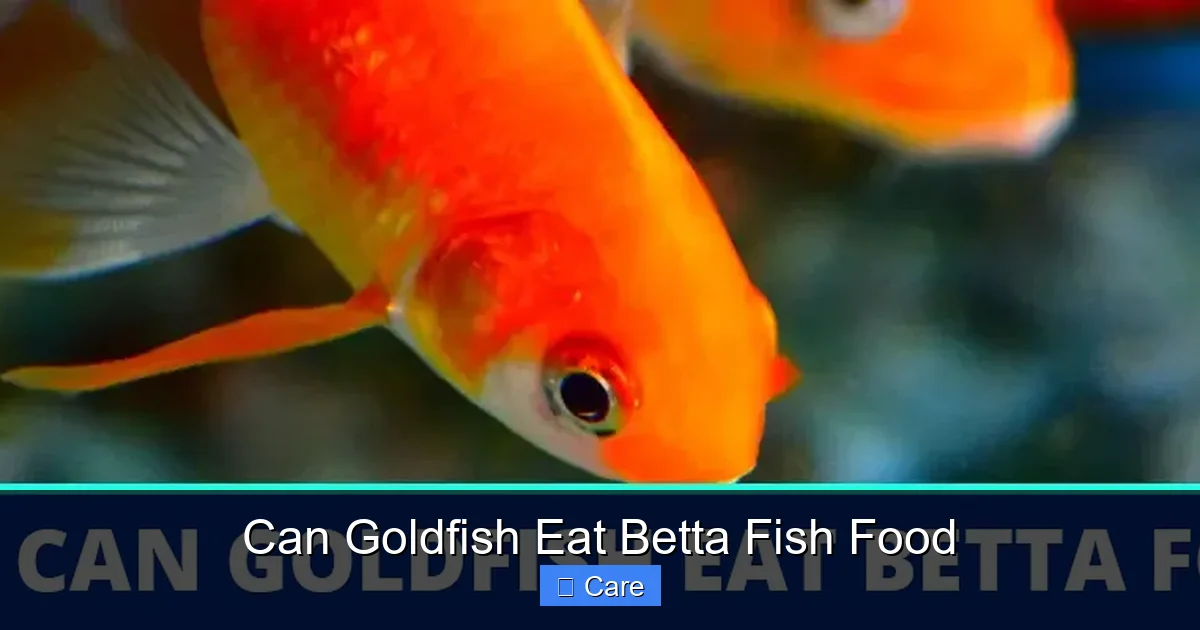 Can Goldfish Eat Betta Fish Food