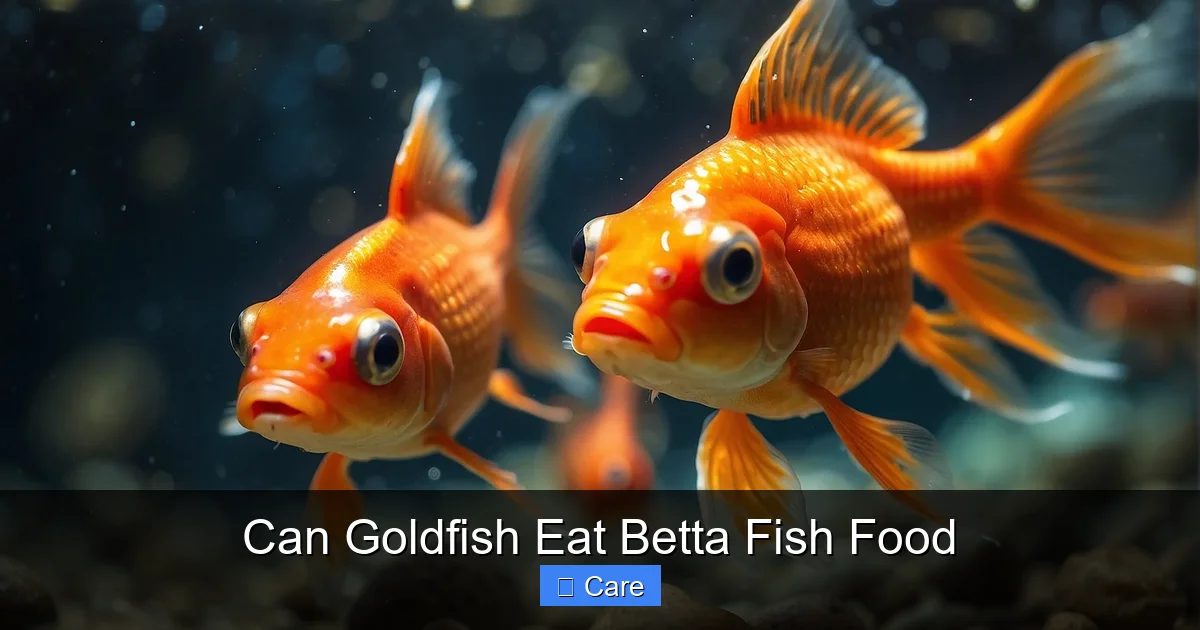 Can Goldfish Eat Betta Fish Food
