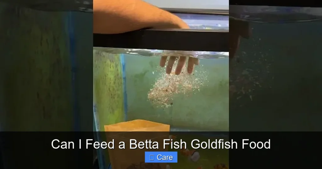 Can I Feed a Betta Fish Goldfish Food