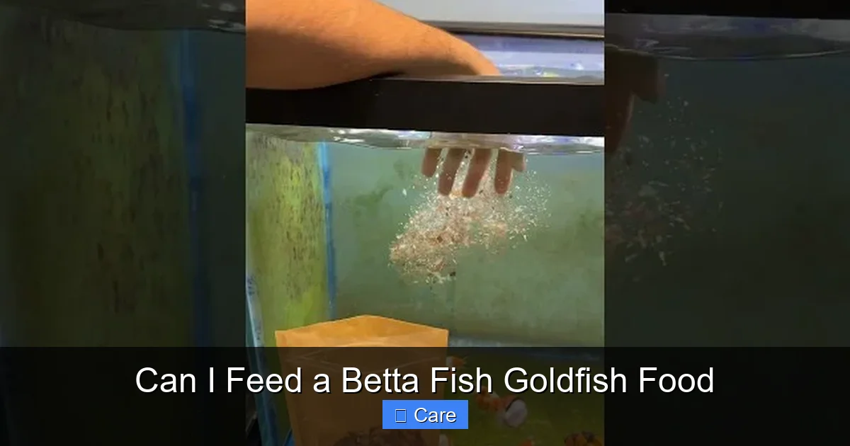 Can I Feed a Betta Fish Goldfish Food