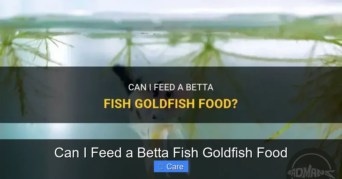 Can I Feed a Betta Fish Goldfish Food