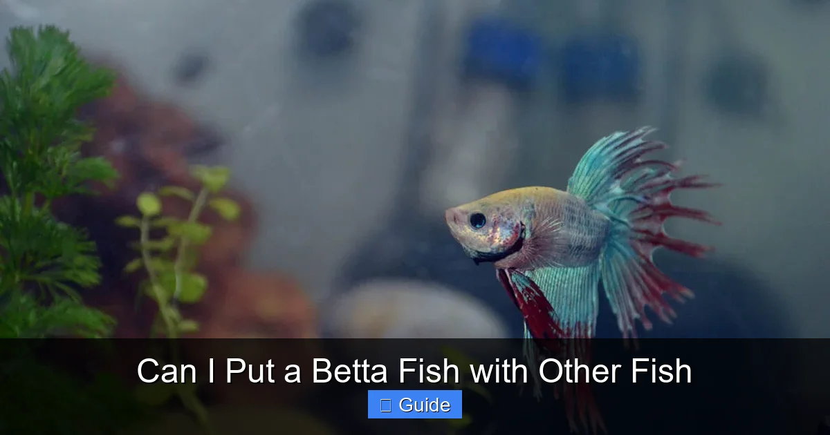 Can I Put a Betta Fish with Other Fish