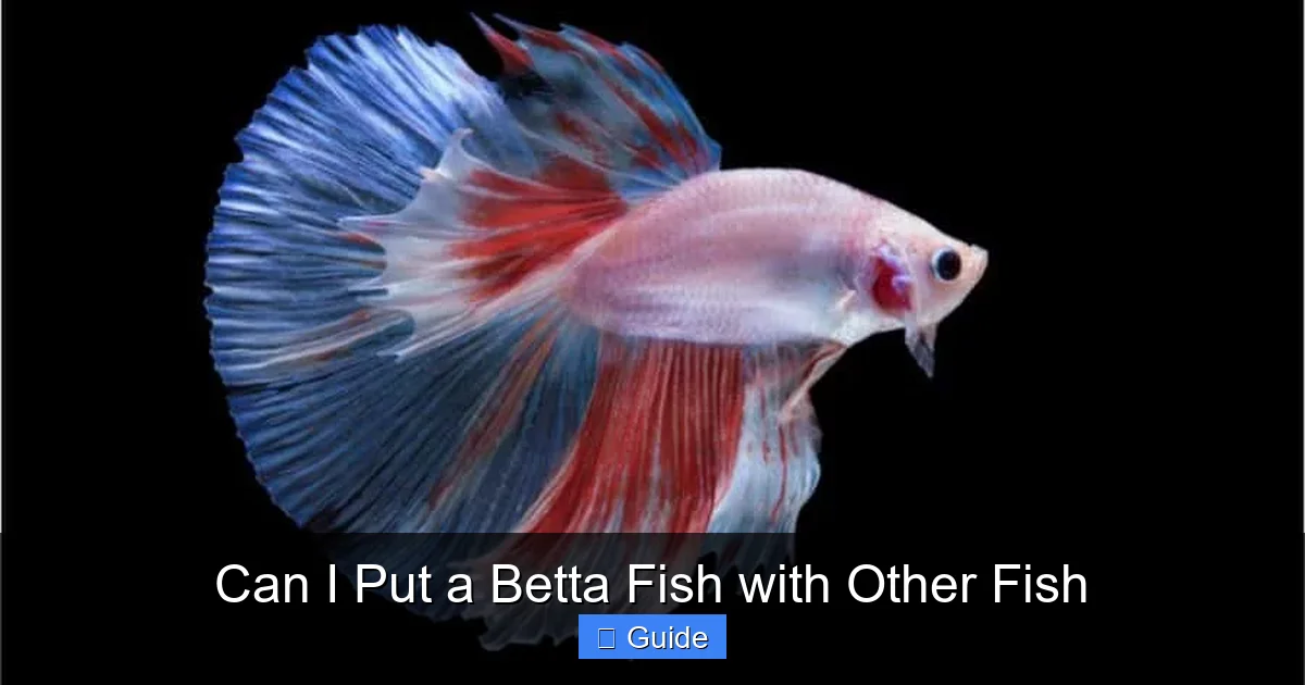 Can I Put a Betta Fish with Other Fish