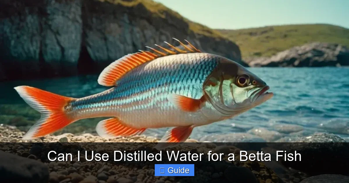 Can I Use Distilled Water for a Betta Fish