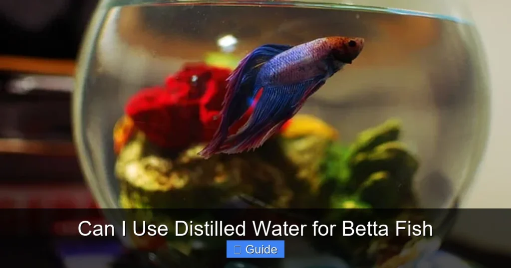Can I Use Distilled Water for Betta Fish