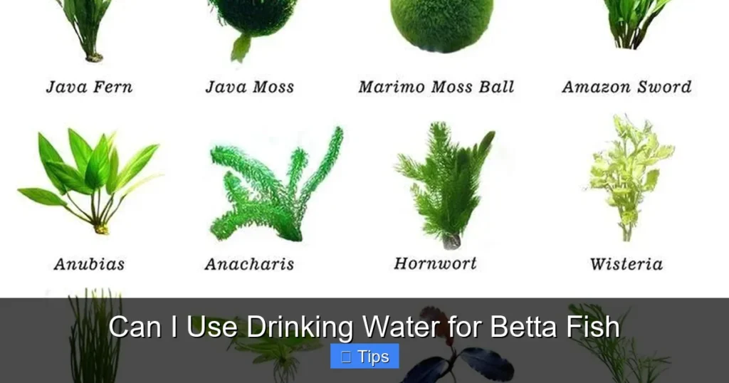 Can I Use Drinking Water for Betta Fish