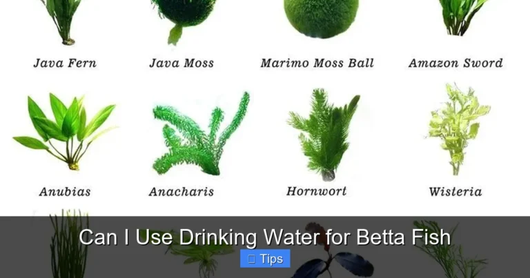 Can I Use Drinking Water for Betta Fish