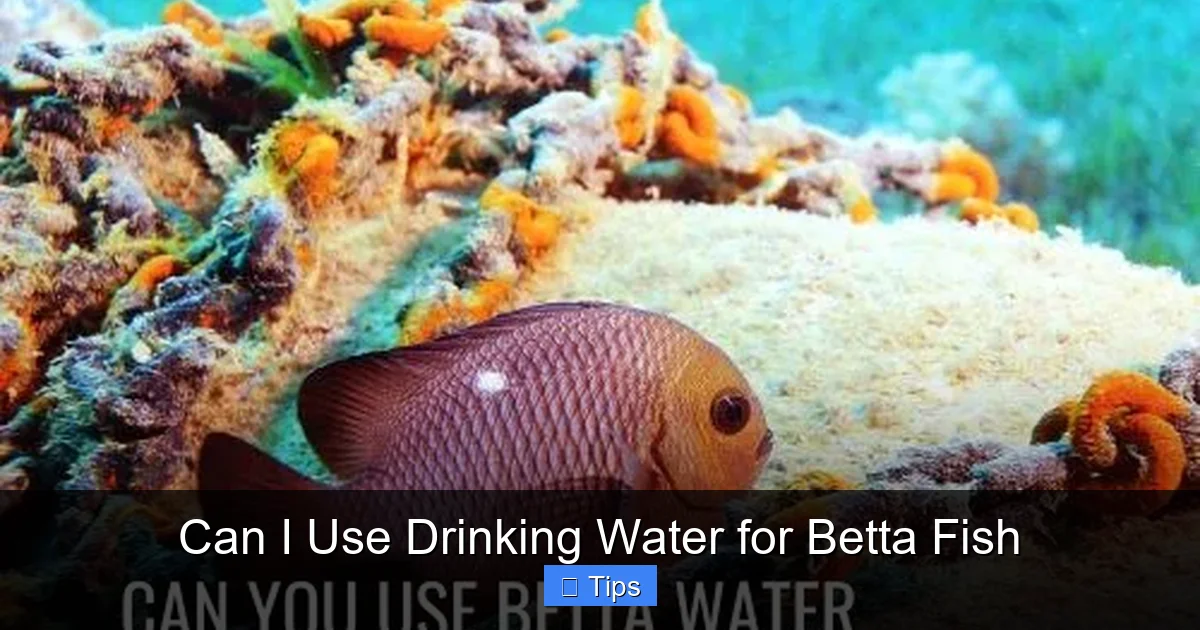 Can I Use Drinking Water for Betta Fish