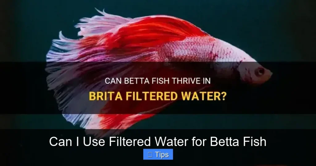 Can I Use Filtered Water for Betta Fish
