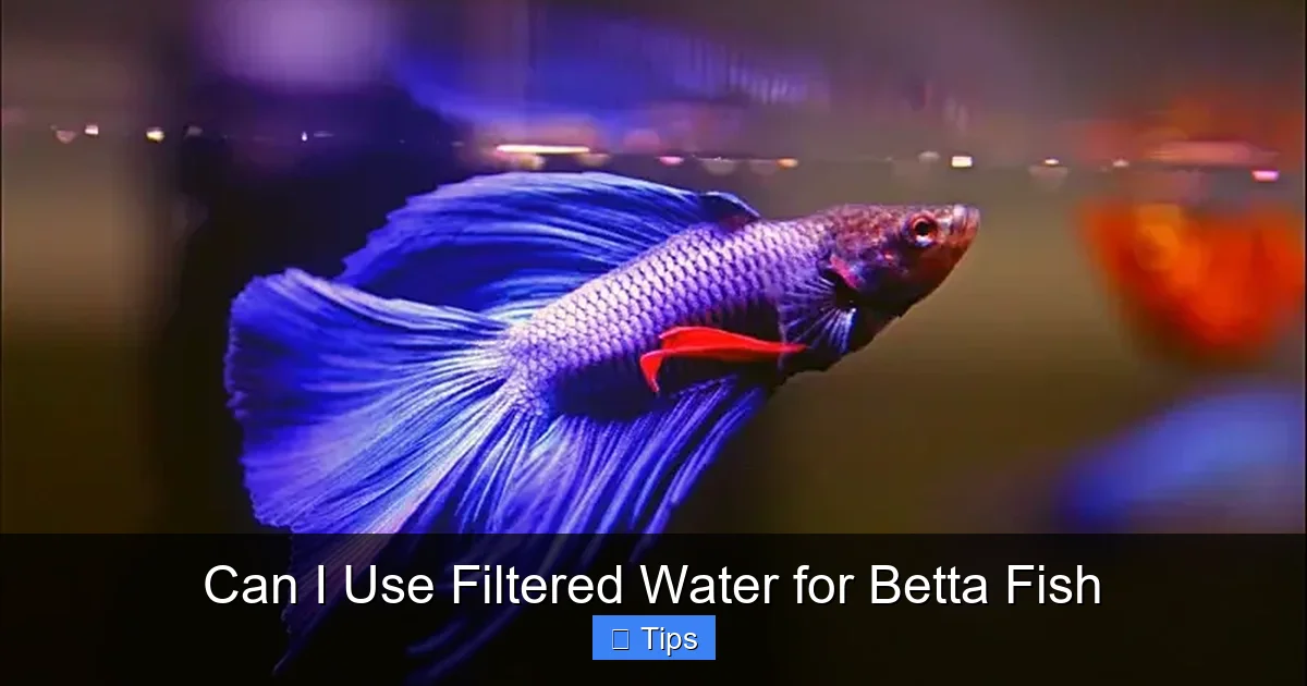 Can I Use Filtered Water for Betta Fish