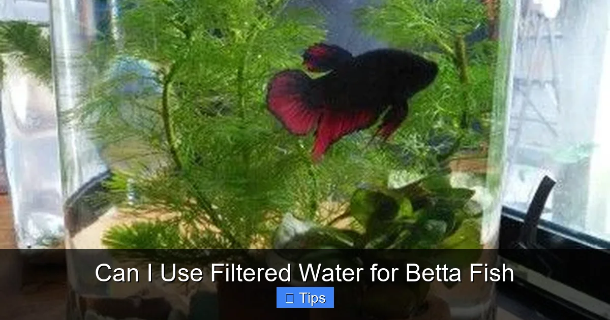 Can I Use Filtered Water for Betta Fish
