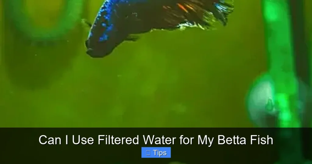 Can I Use Filtered Water for My Betta Fish