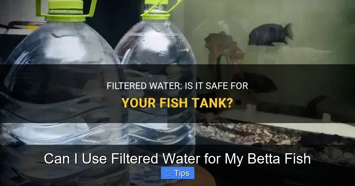 Can I Use Filtered Water for My Betta Fish