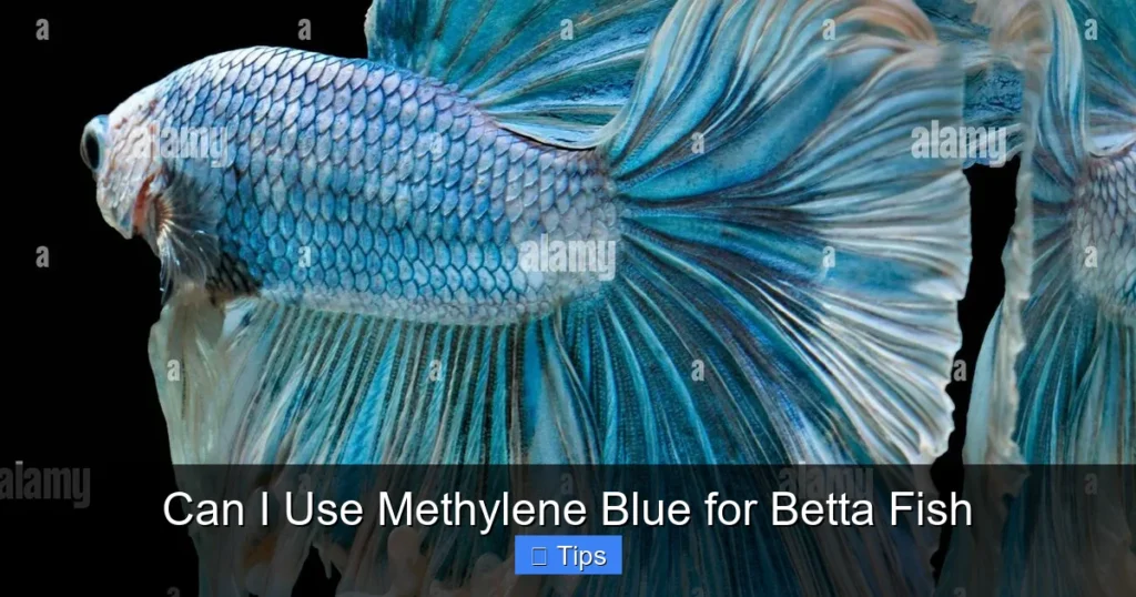 Can I Use Methylene Blue for Betta Fish
