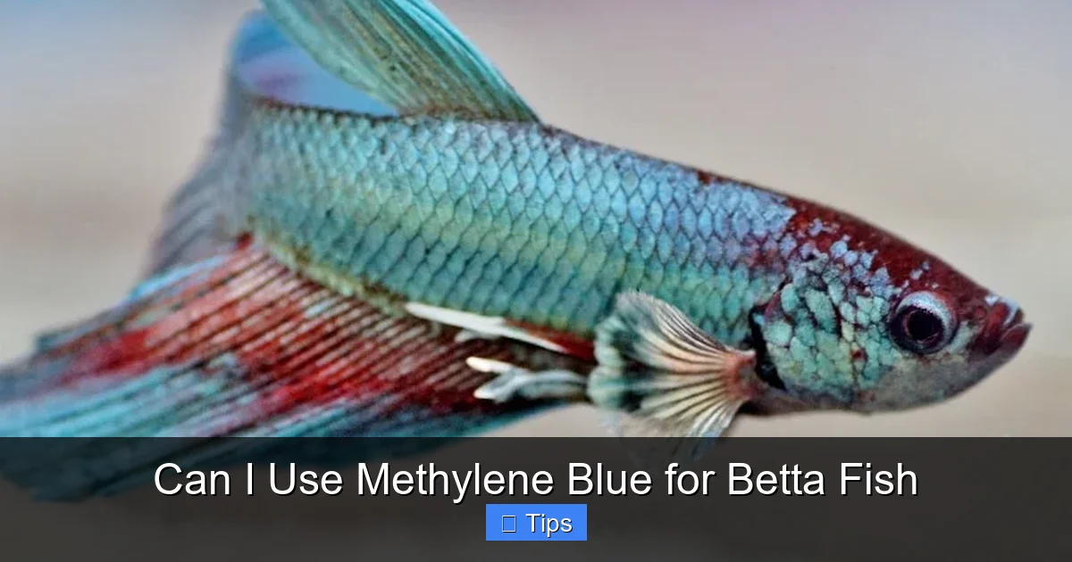 Can I Use Methylene Blue for Betta Fish