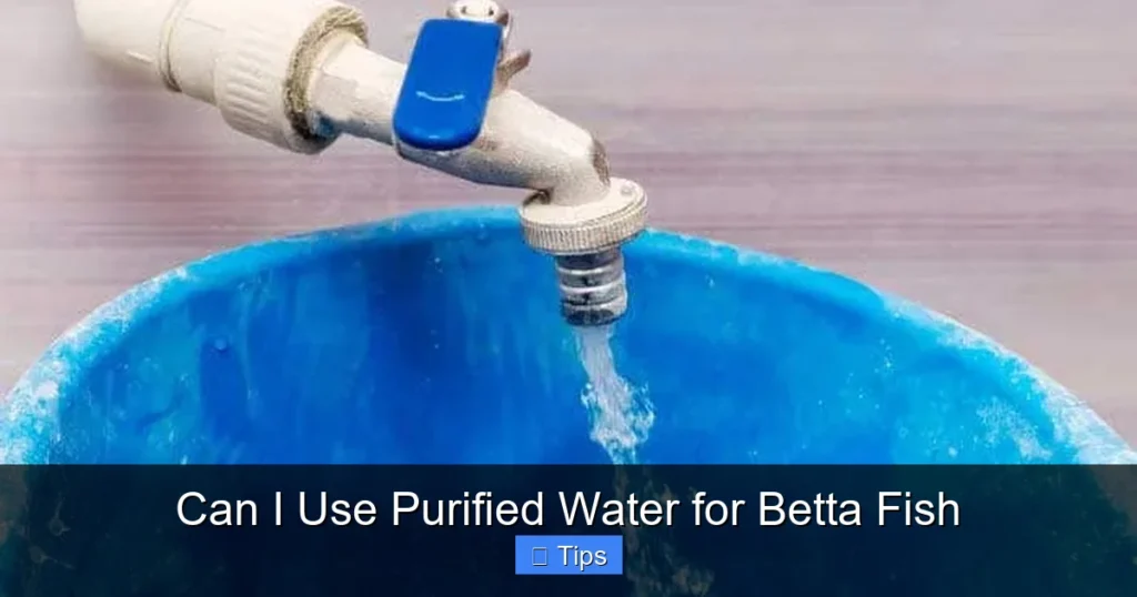 Can I Use Purified Water for Betta Fish