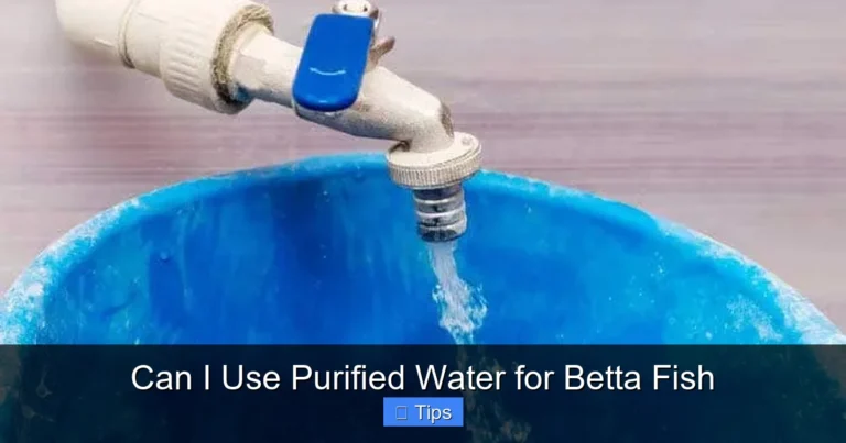 Can I Use Purified Water for Betta Fish