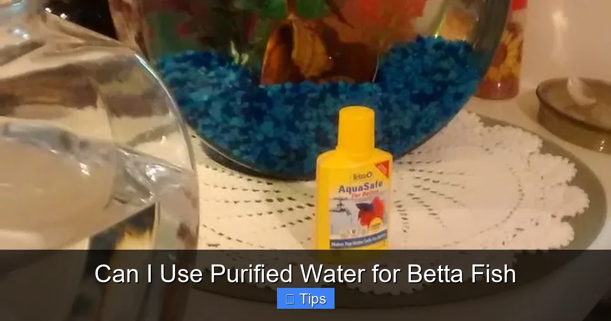 Can I Use Purified Water for Betta Fish
