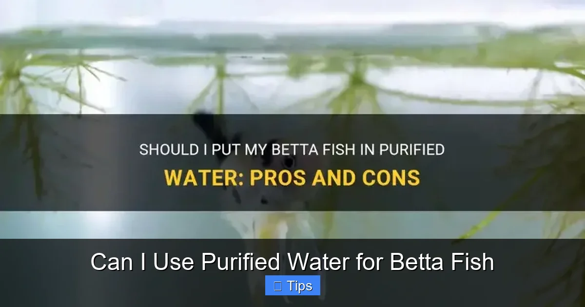 Can I Use Purified Water for Betta Fish