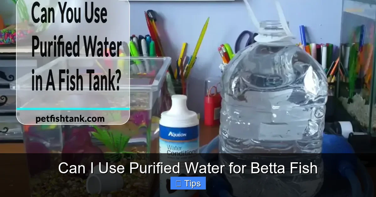 Can I Use Purified Water for Betta Fish