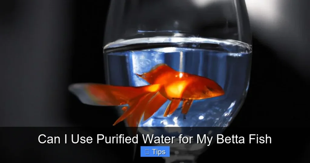 Can I Use Purified Water for My Betta Fish