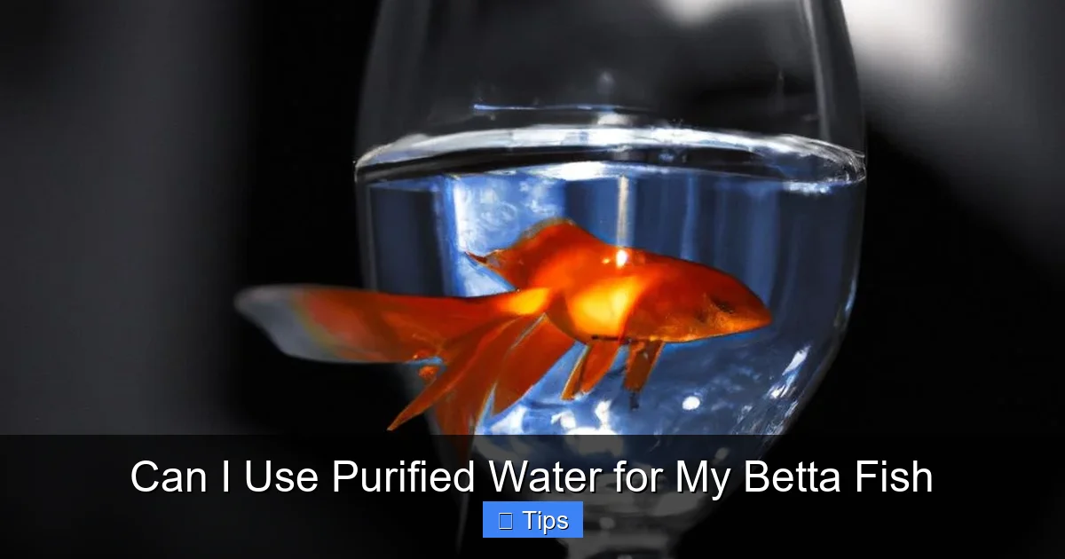 Can I Use Purified Water for My Betta Fish