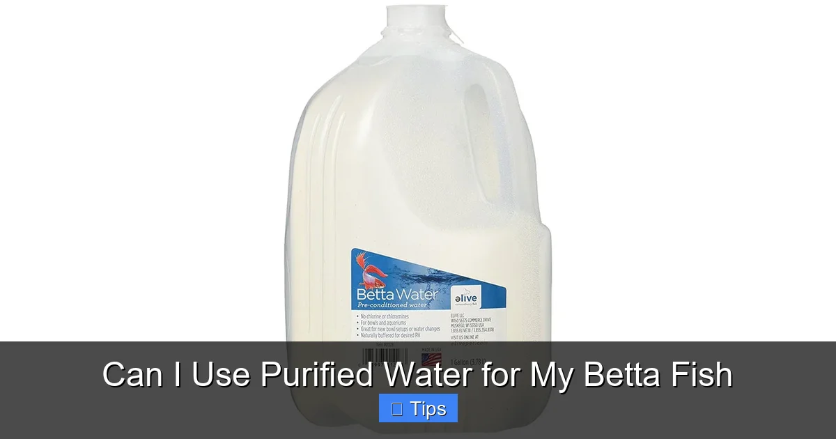 Can I Use Purified Water for My Betta Fish