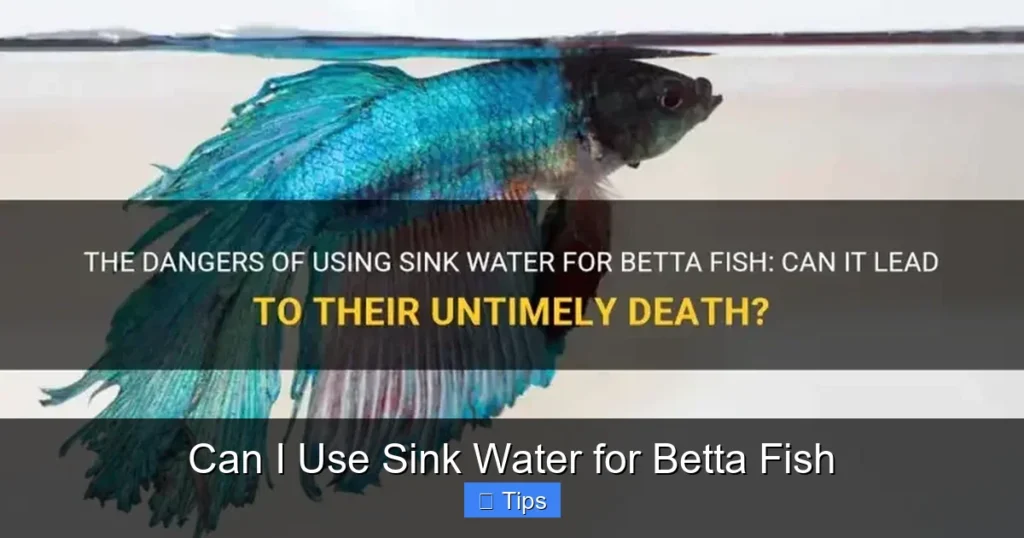 Can I Use Sink Water for Betta Fish