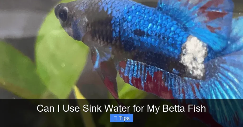 Can I Use Sink Water for My Betta Fish