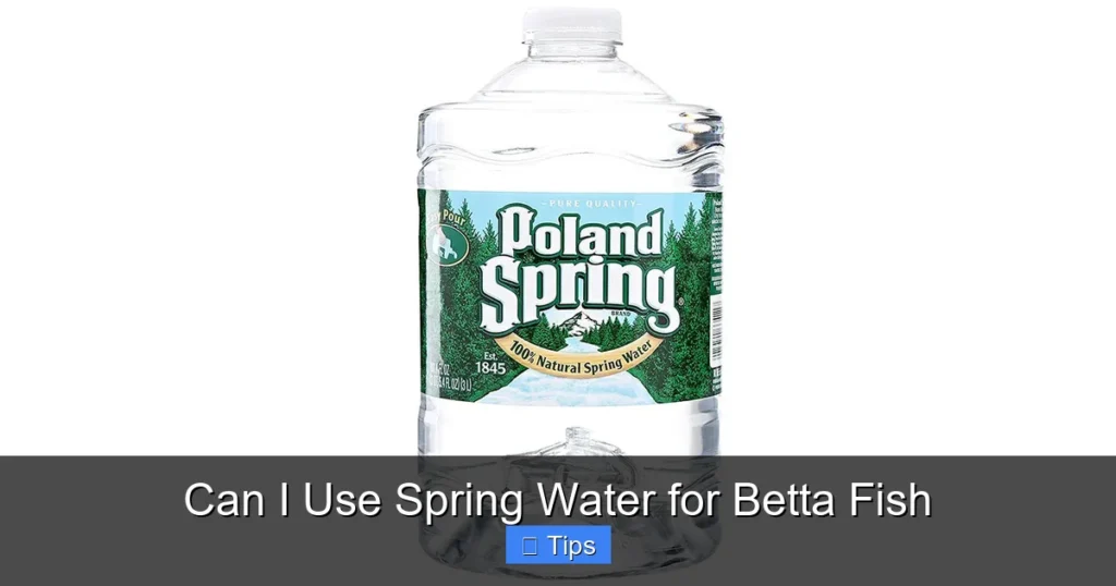 Can I Use Spring Water for Betta Fish