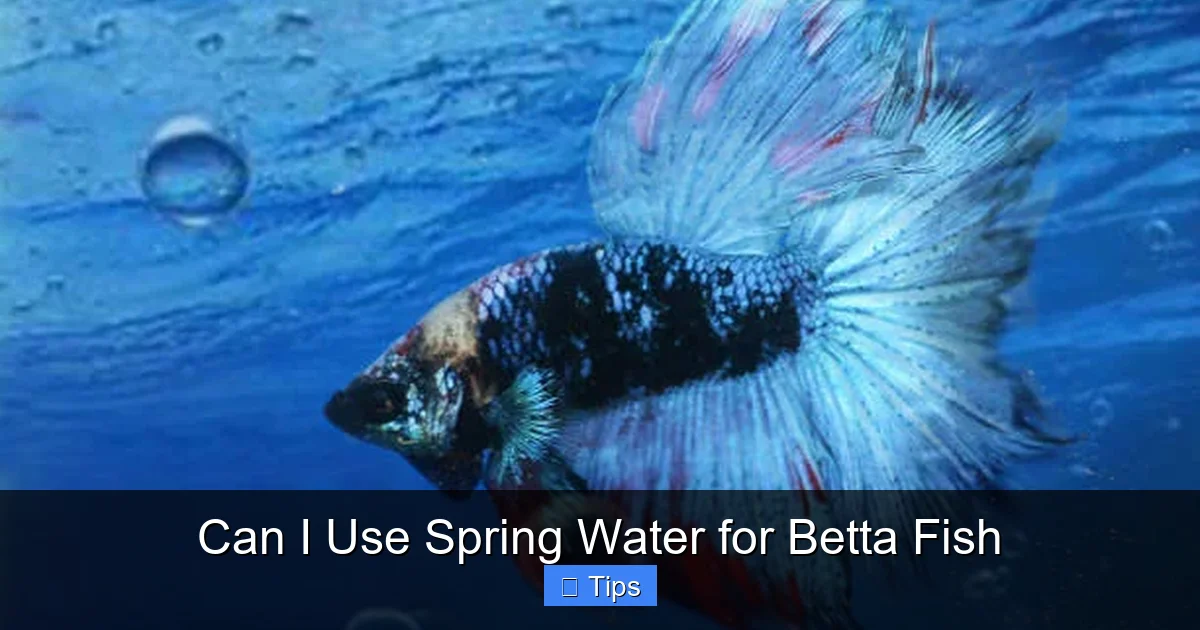 Can I Use Spring Water for Betta Fish