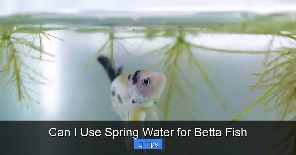 Can I Use Spring Water for Betta Fish